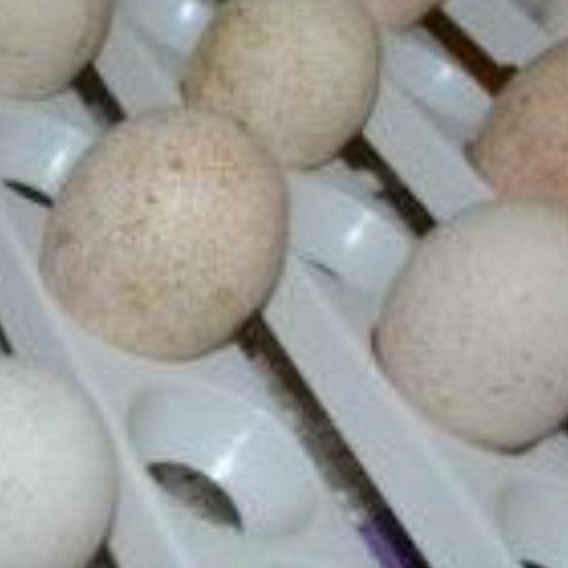 فروش تخم نطفه دار با تخفیف در همدان